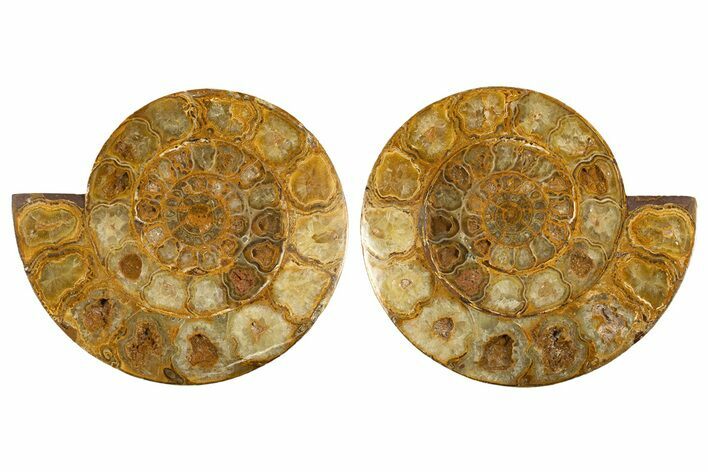 Cut & Polished Jurassic Ammonite (Perisphinctes) Fossil #336424